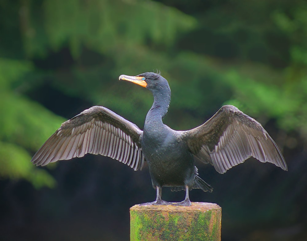 pájaro gris en tronco de madera marrón durante el día