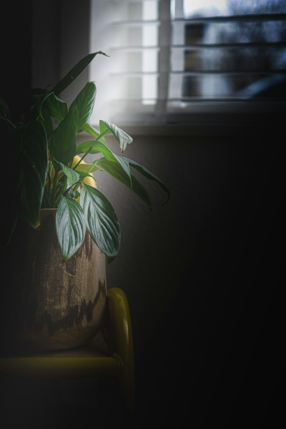 green plant on yellow pot