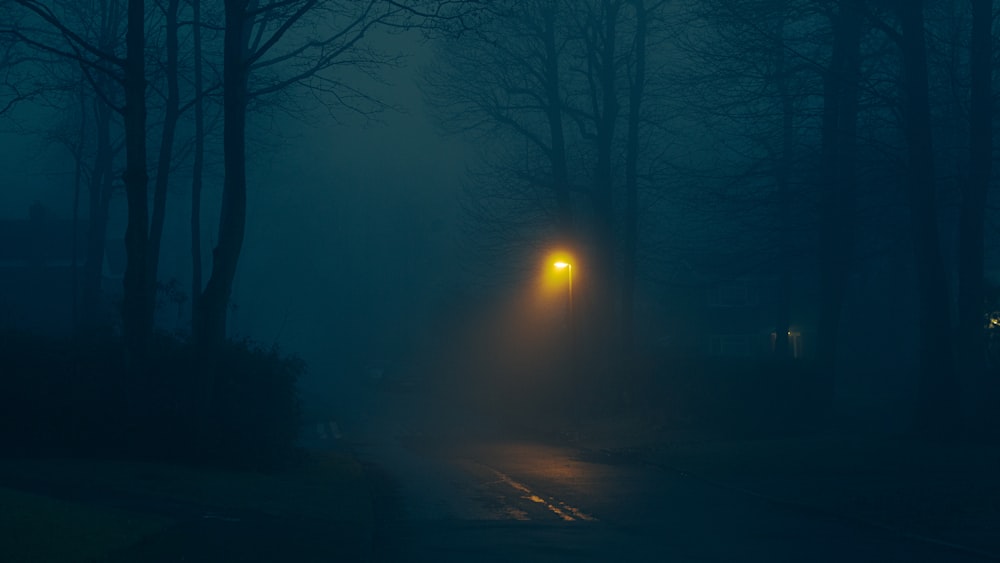 bare trees during night time