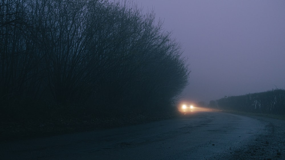 trees on the side of the road during night time