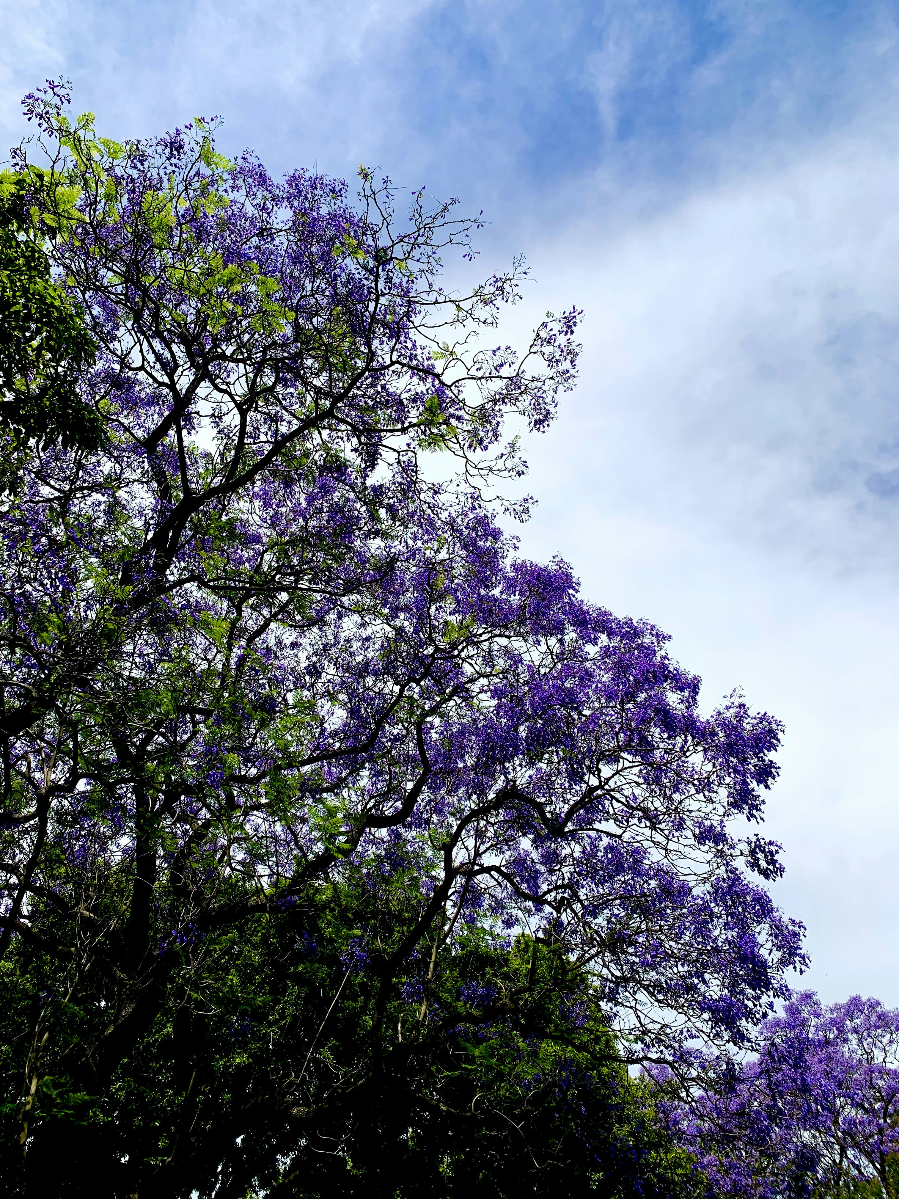 Datos curiosos sobre las jacarandas que seguro no conocías - photo-1612428100374-bef0a075f2dd?ixid=MXwxMjA3fDB8MHxzZWFyY2h8MXx8amFjYXJhbmRhJTIwdHJlZXN8ZW58MHx8MHw%3D&ixlib=rb-1.2