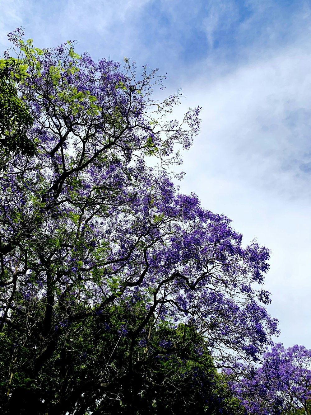 flores púrpuras y blancas bajo el cielo azul