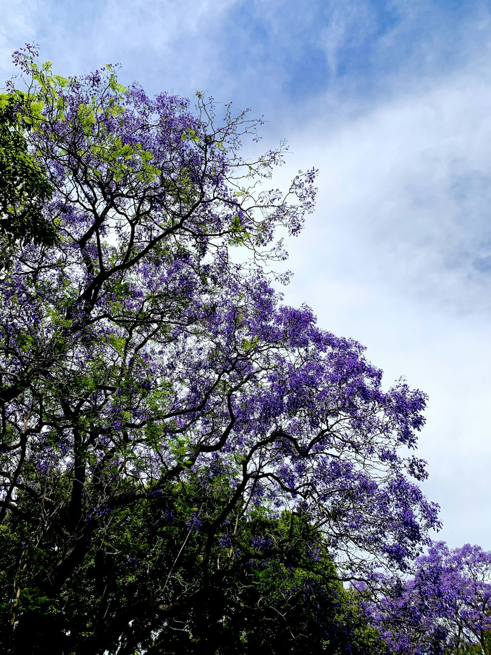 purple and white flowers under blue sky