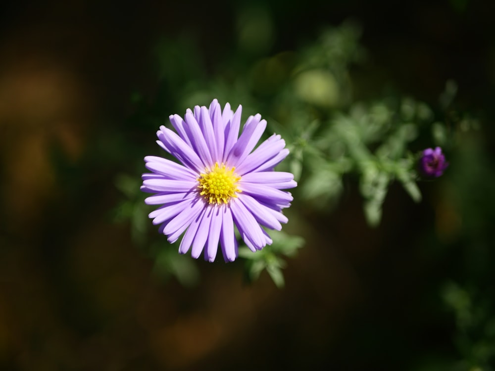 purple flower in tilt shift lens