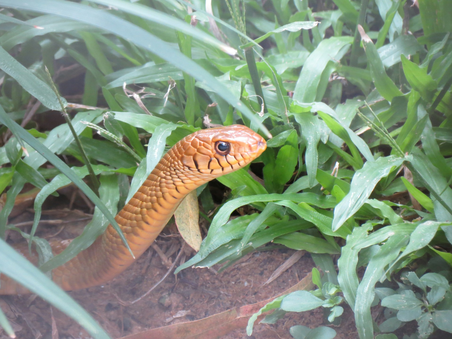 woman wearing yellow long-sleeved dress under white clouds and blue sky during daytime