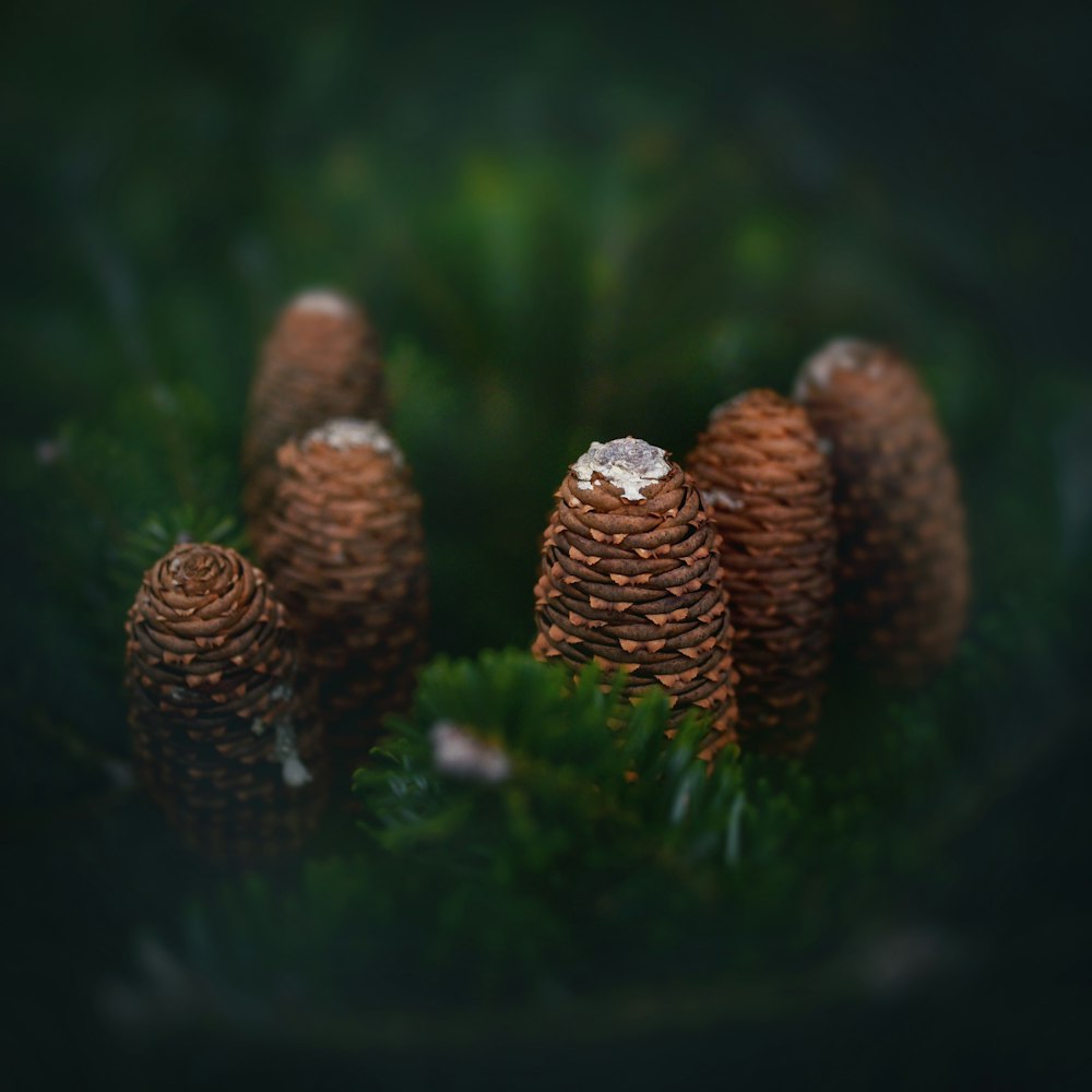 brown pine cones on green grass