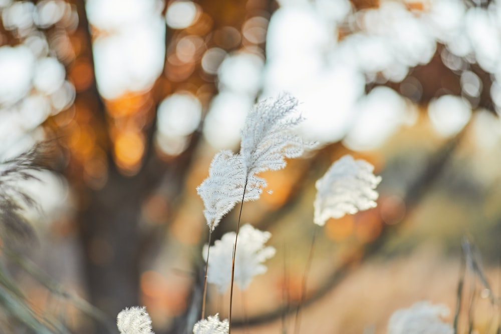 white flowers in tilt shift lens