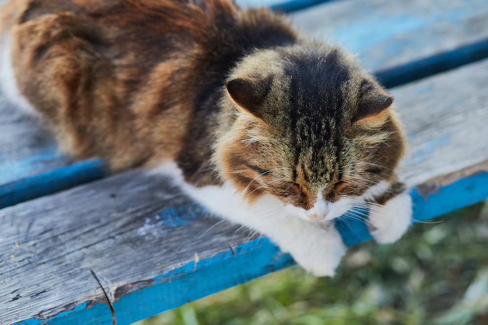brown and white cat on blue wooden plank