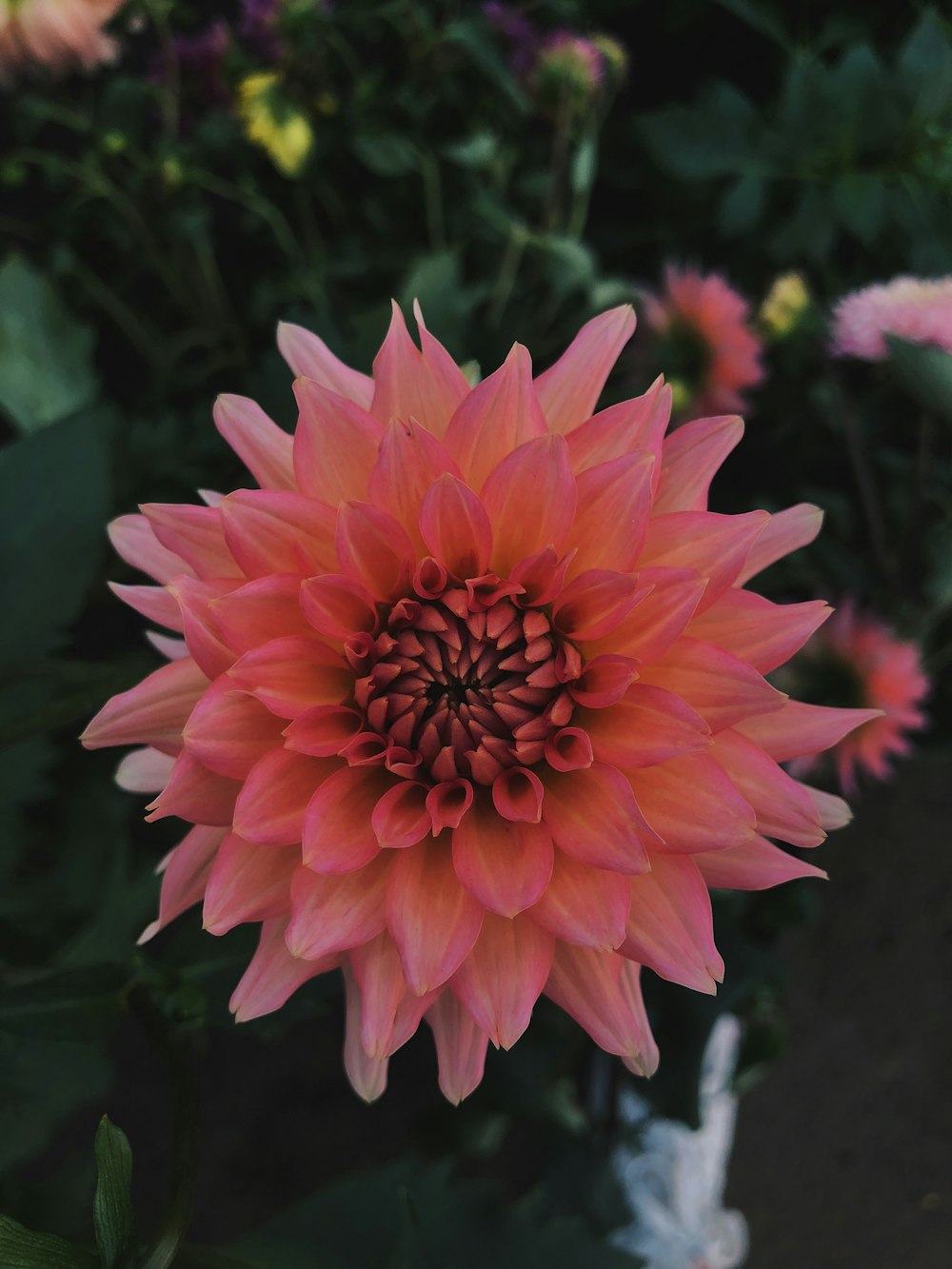 pink flower in tilt shift lens