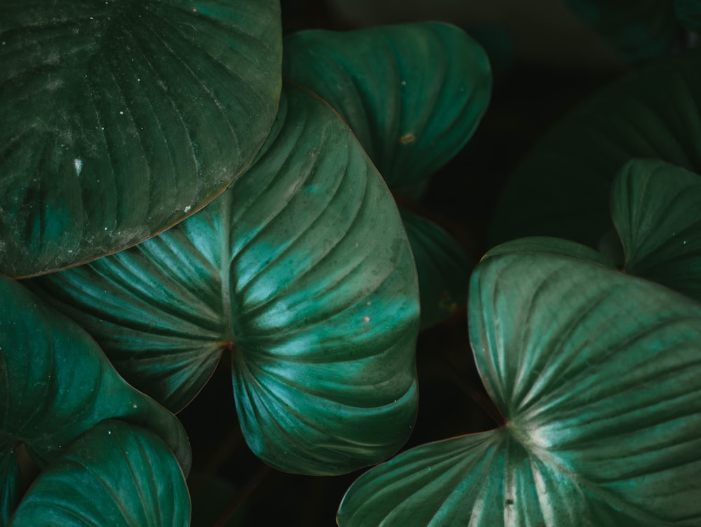 green leaves in close up photography