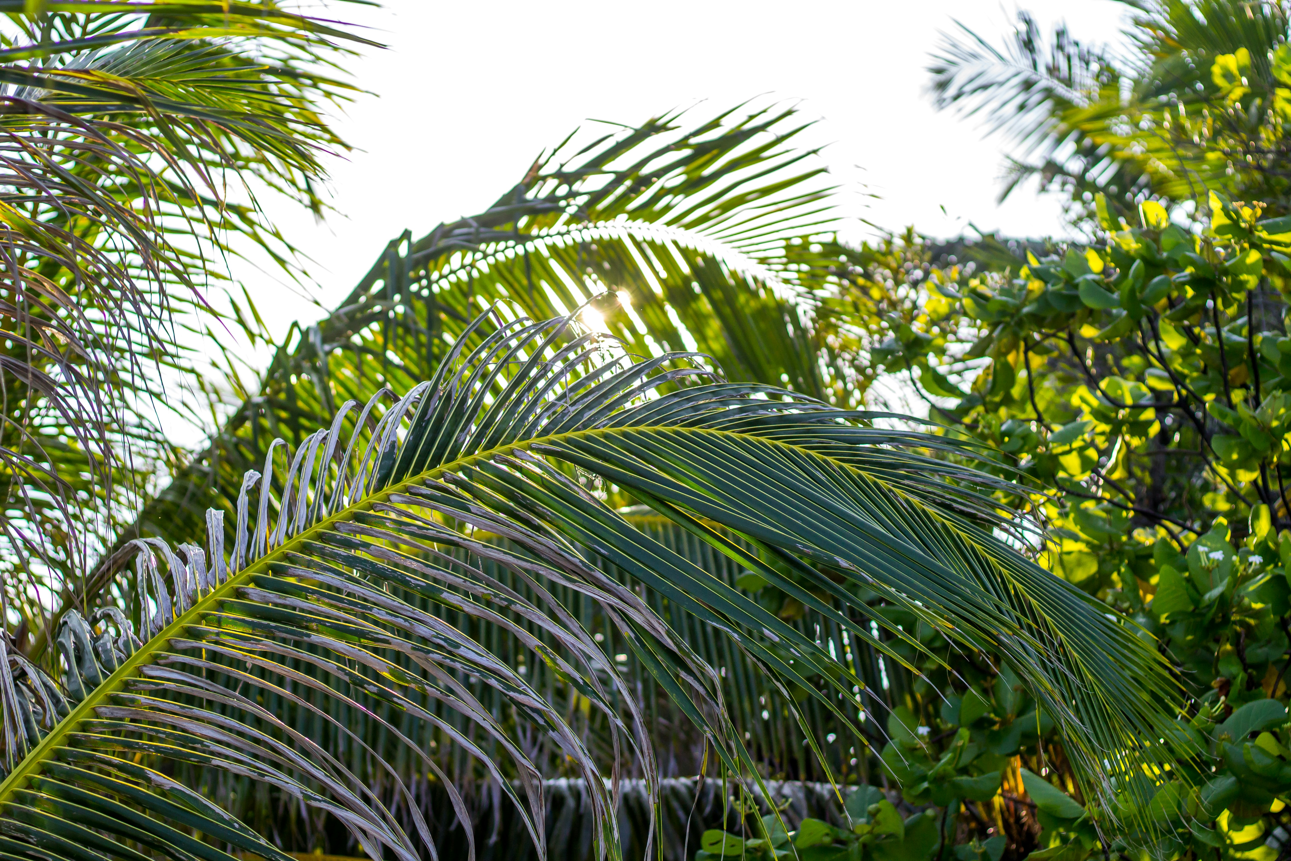 Photo by adityabharadwaj26