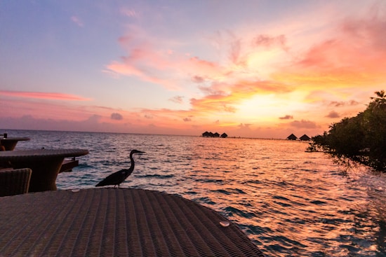 A peaceful ocean view at sunset with vibrant pink and orange hues illuminating the sky. A silhouette of a bird stands on a wicker table in the foreground, with the ocean surrounding the scene. In the distance, a row of overwater bungalows extends into the sea, framed by some trees on the right side.