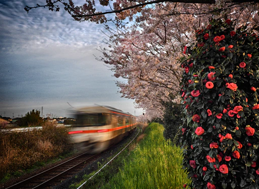 A scenic Japanese train gliding past Mount Fuji during cherry blossom season