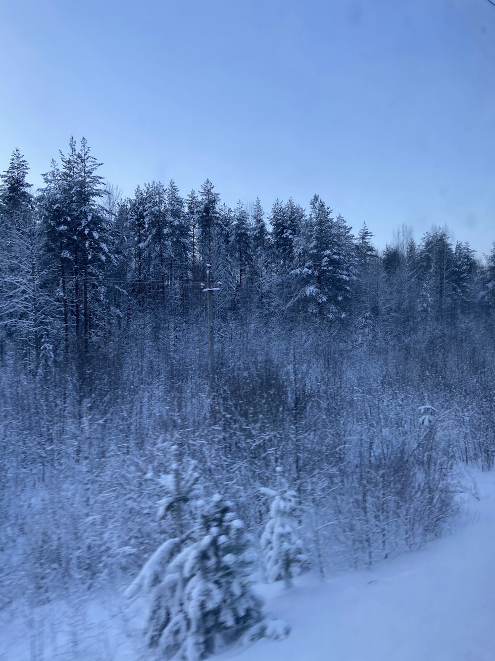 snow covered trees during daytime