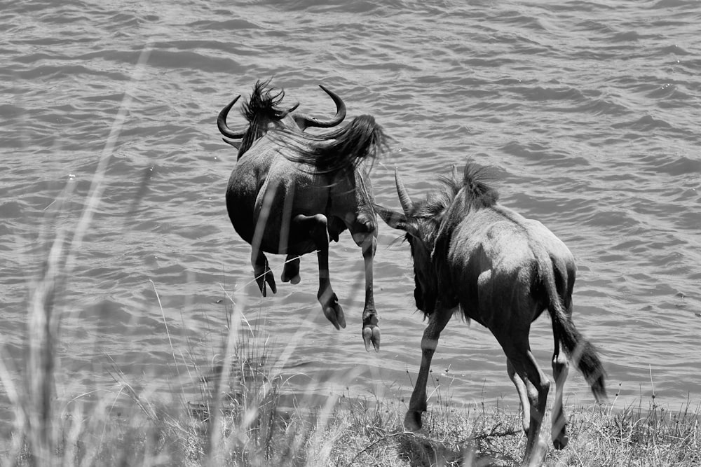 black horse on body of water