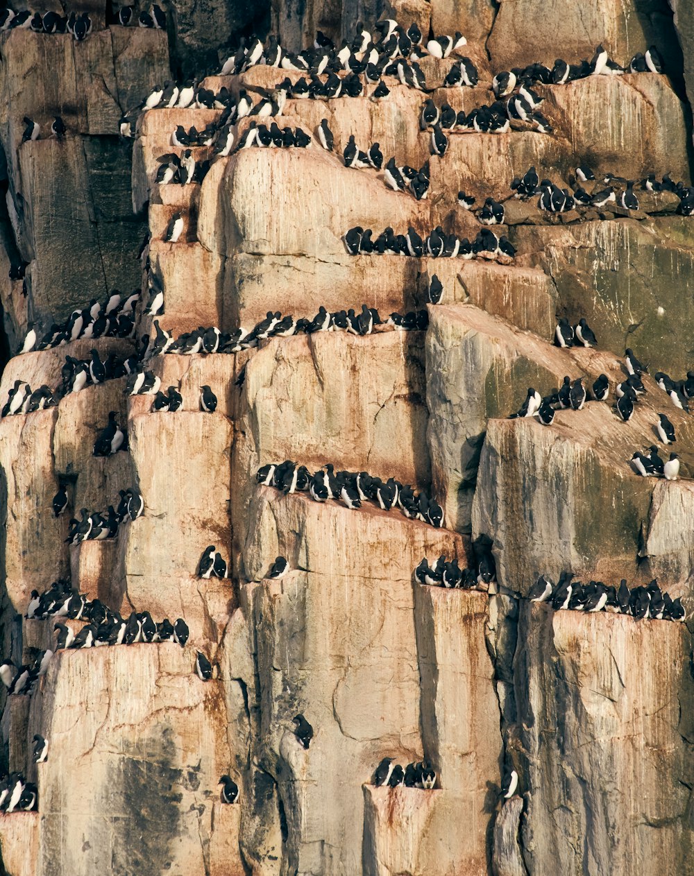 Formation rocheuse brune et noire