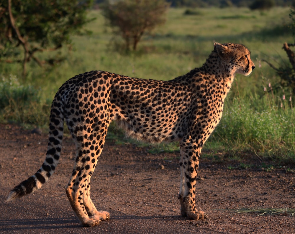 cheetah walking on dirt road during daytime