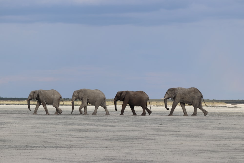 낮 동안 눈 덮인 들판을 걷는 코끼리 그룹
