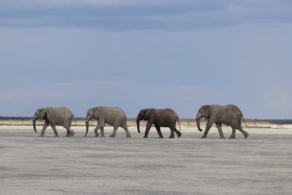 Botswana Safari