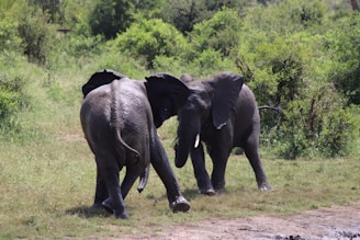 A close-up of a curious elephant calf playfully interacting with its mother in lush greenery.