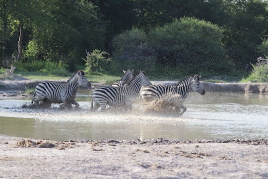 zebra drinking water on river during daytime in Nxai Pan Botswana