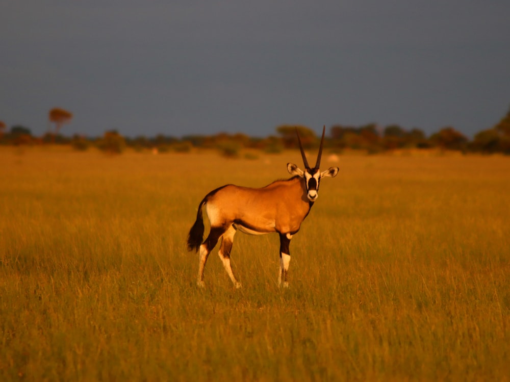 brown and white deer on brown grass field during daytime