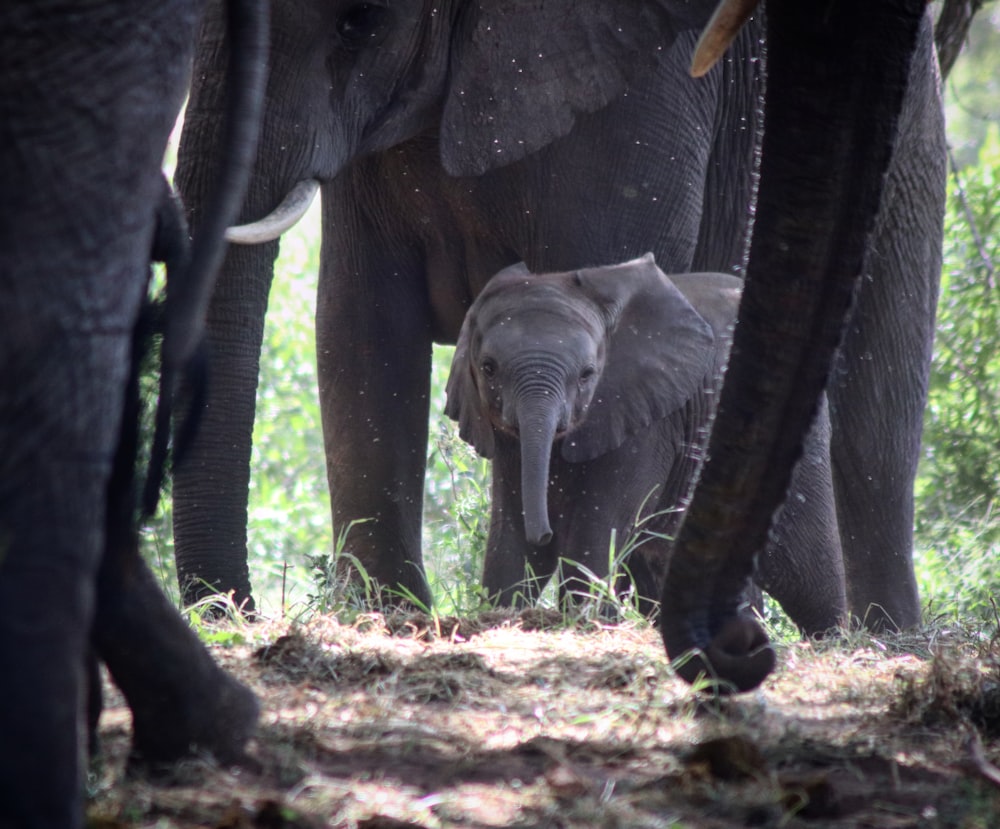 gray elephant walking on brown soil during daytime