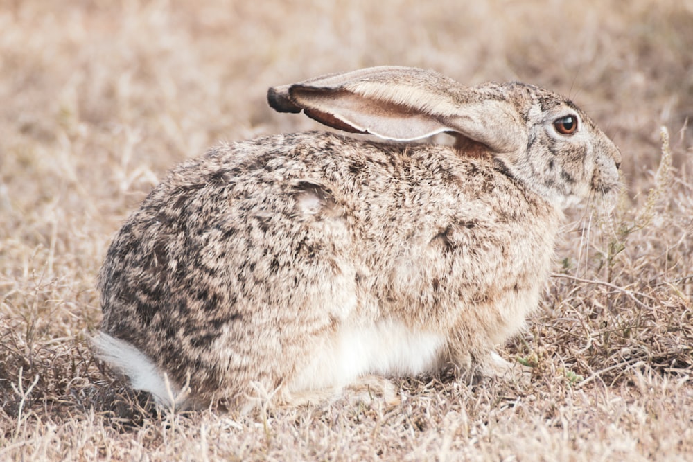 brown rabbit on brown field during daytime