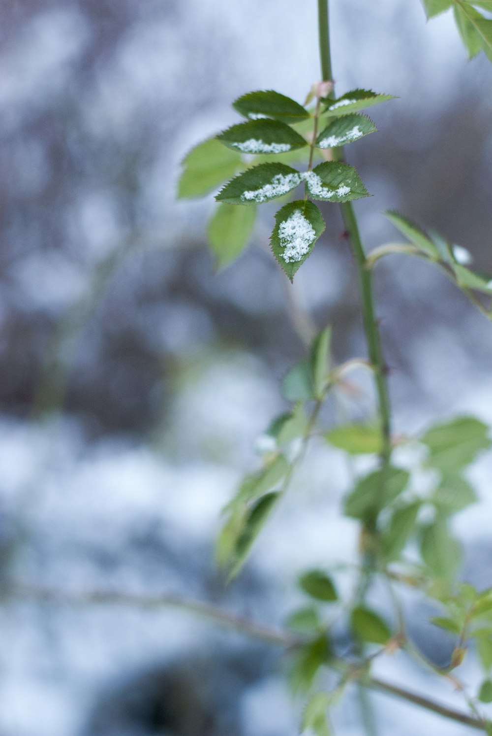 green plant in tilt shift lens