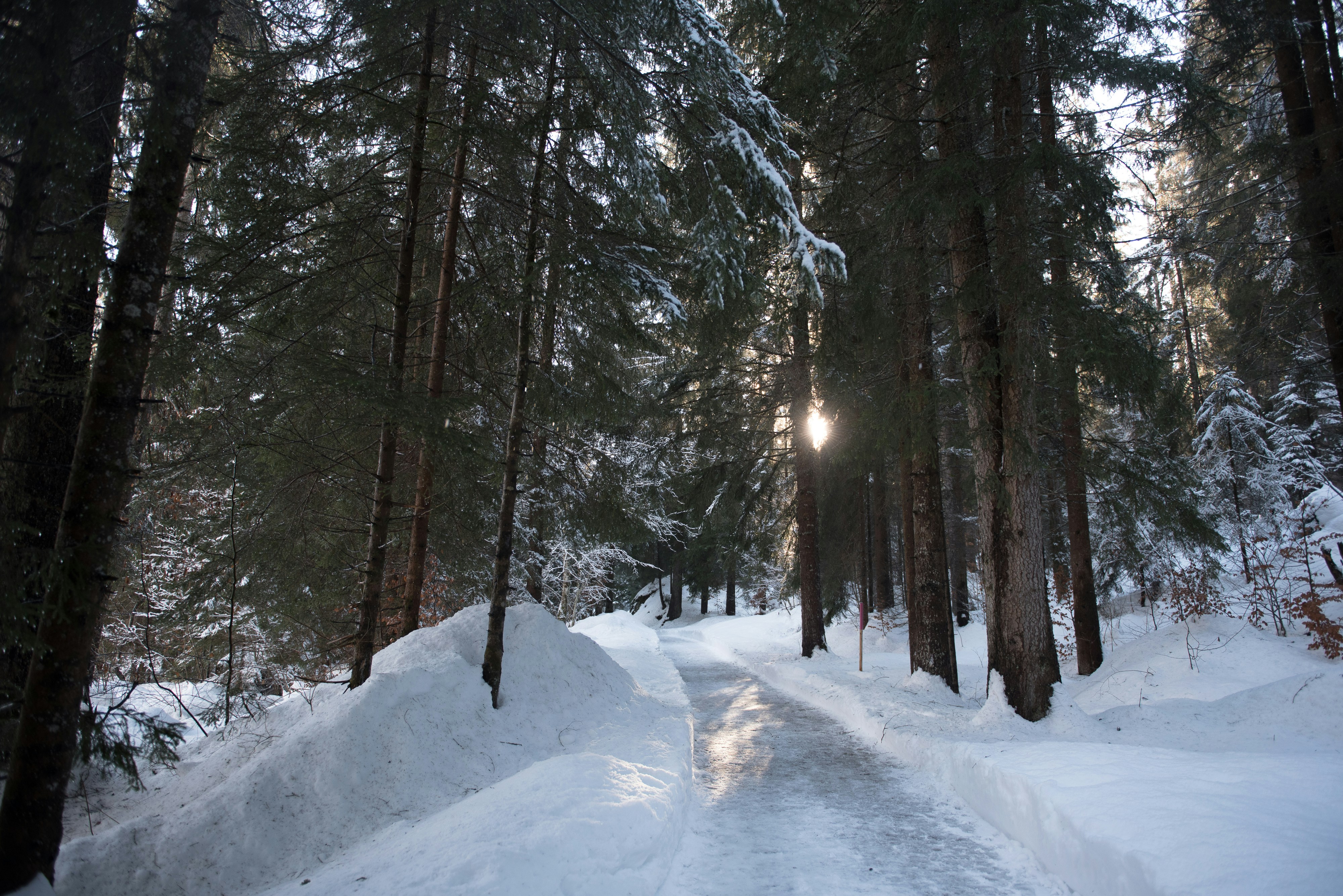 Árboles cubiertos de nieve durante el día