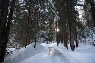 snow covered trees during daytime
