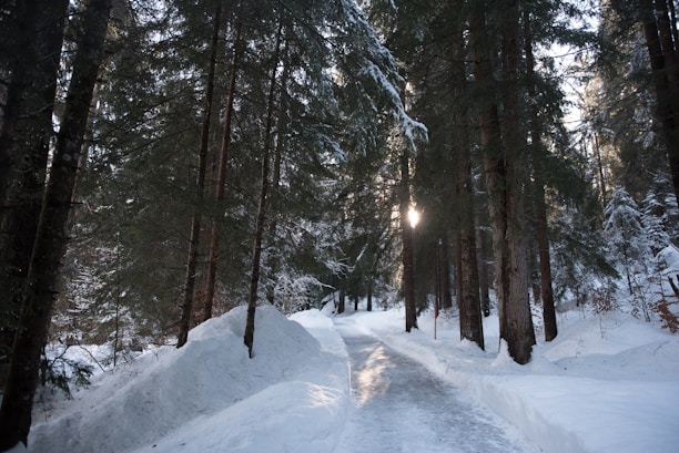 snow covered trees during daytime