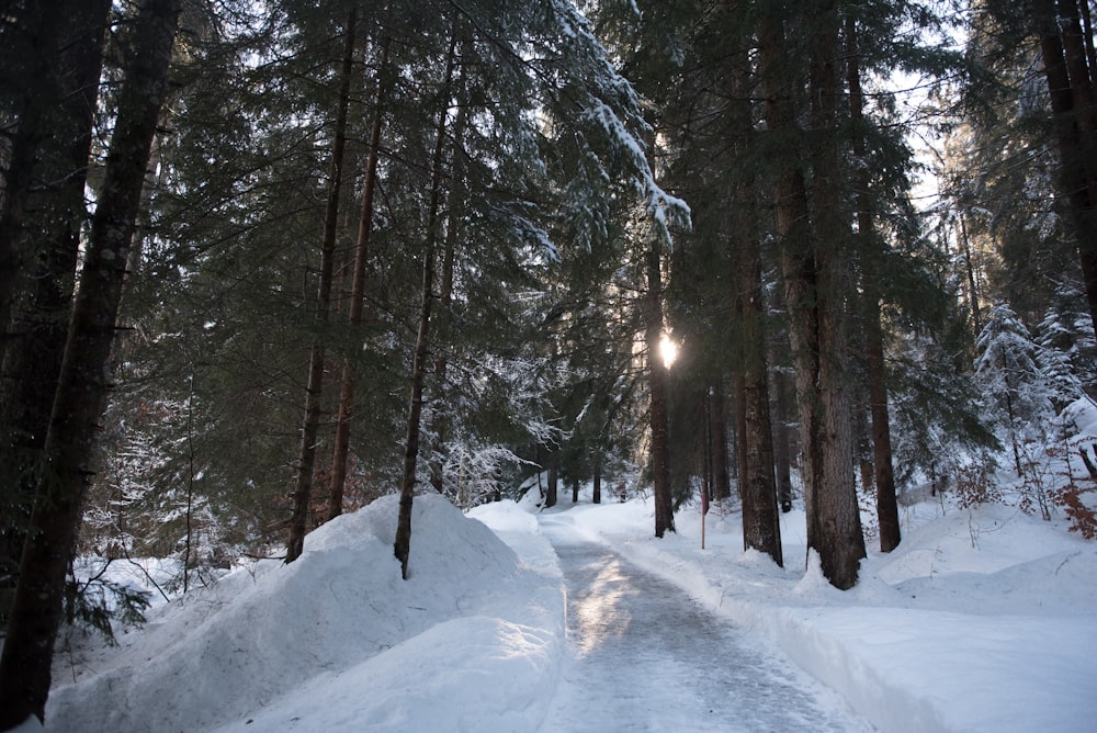 snow covered trees during daytime