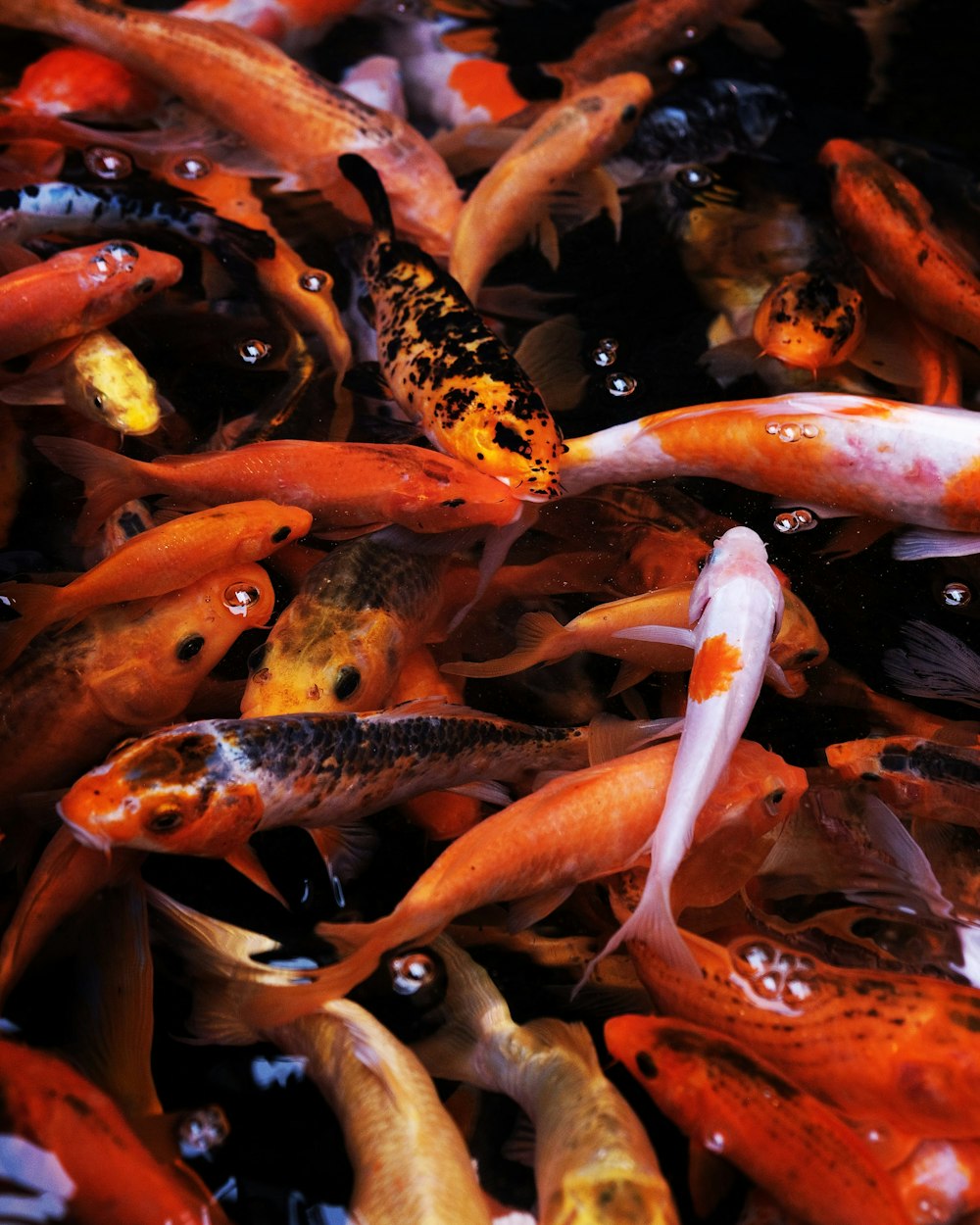 school of orange and black koi fish
