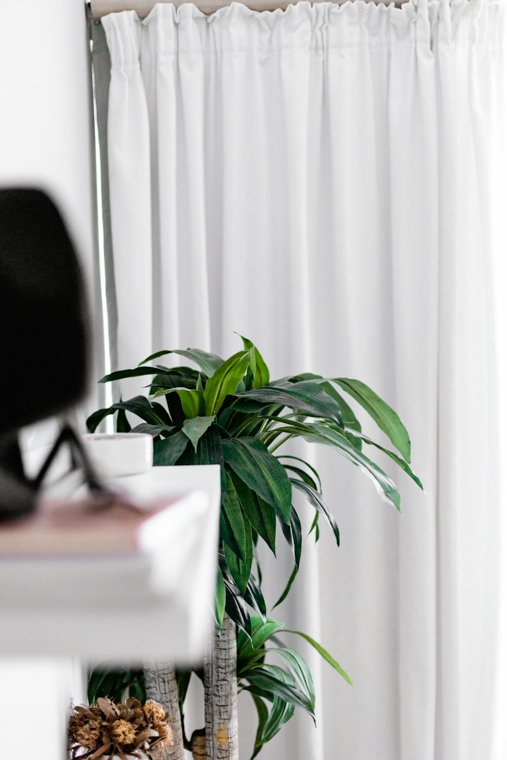 green plant on white table