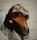A dachshund with black and tan fur is looking up, wearing a patterned blue and white garment. The background consists of a textured light-colored surface.