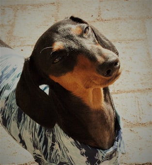 A dachshund with black and tan fur is looking up, wearing a patterned blue and white garment. The background consists of a textured light-colored surface.
