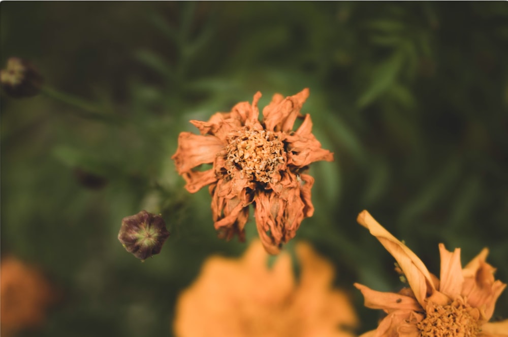 orange flower in tilt shift lens