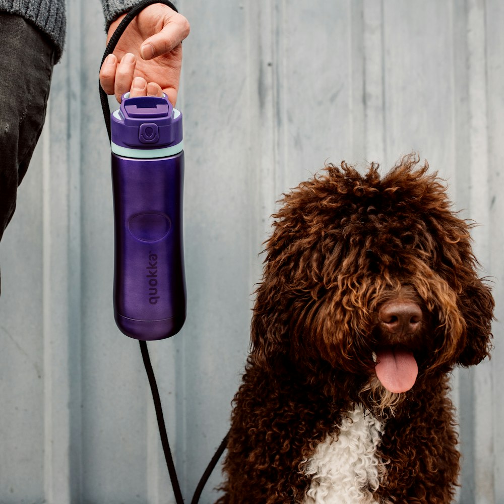 person holding purple and blue bottle