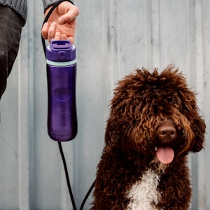 Travel Water Bottle