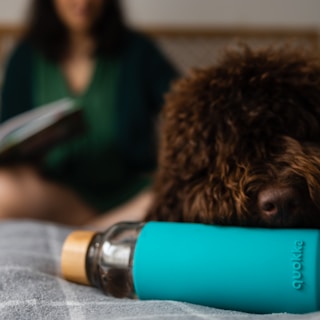A fluffy brown dog with a shaggy coat is in the foreground, resting its head on a surface. Next to the dog, there is a reusable water bottle with a turquoise sleeve and a bamboo lid. In the background, a person is sitting blurred, possibly reading a book.