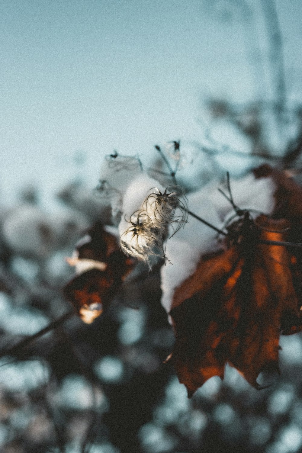 brown dried leaves on snow covered ground