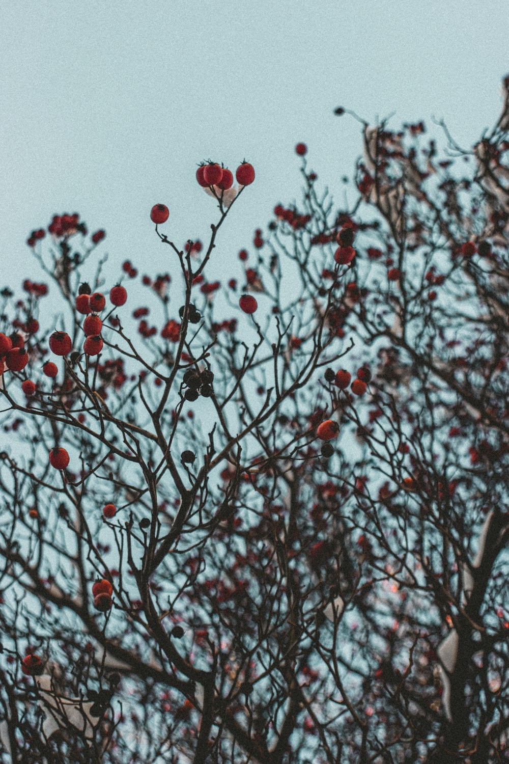 red round fruits on tree branch