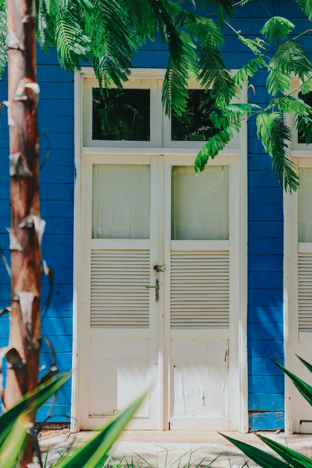 青い木製のドアの横の緑のヤシの木
