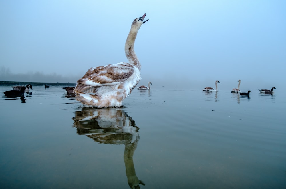 white and brown duck on water during daytime