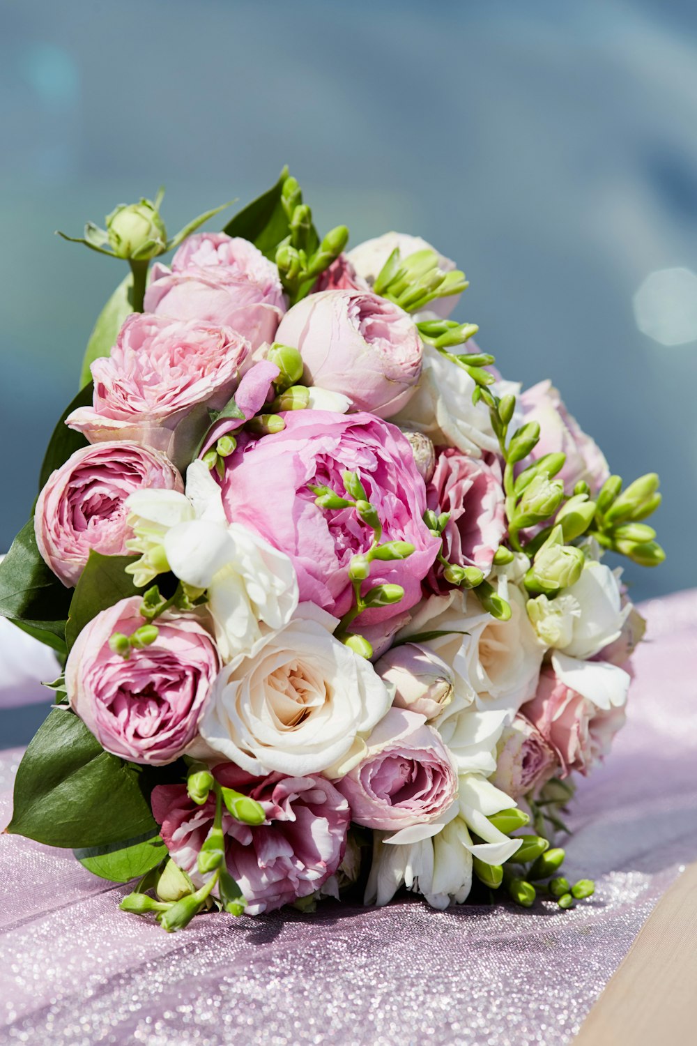 pink roses in close up photography