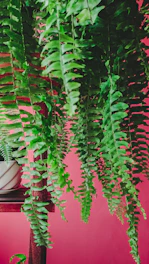 Lush green ferns cascading over rustic wooden planters