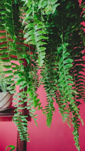 Lush green ferns cascading over rustic wooden planters