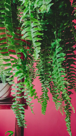 A lush green fern in a rustic terracotta pot sitting on a wooden shelf against a dark green wall.