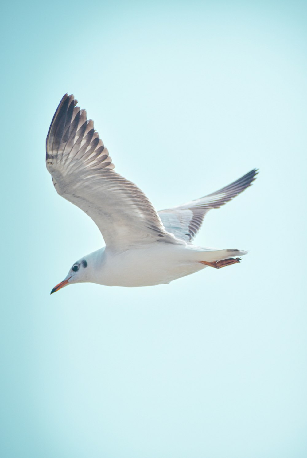 white and black bird flying